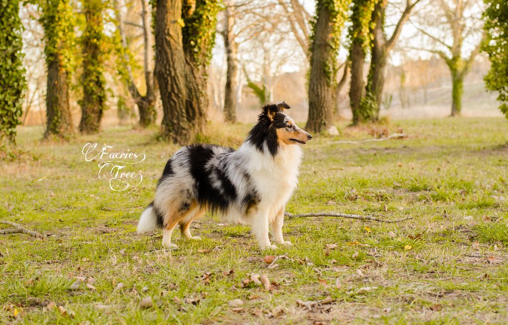 Publication : Faeries Tree