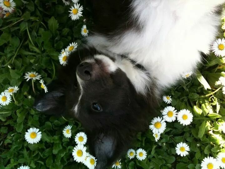 Publication : Faeries Tree Auteur : Marion Fieschi