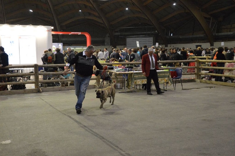 CH. Isis (Sans Affixe) - R.C.A.C.S + R.C.A.C.I.B