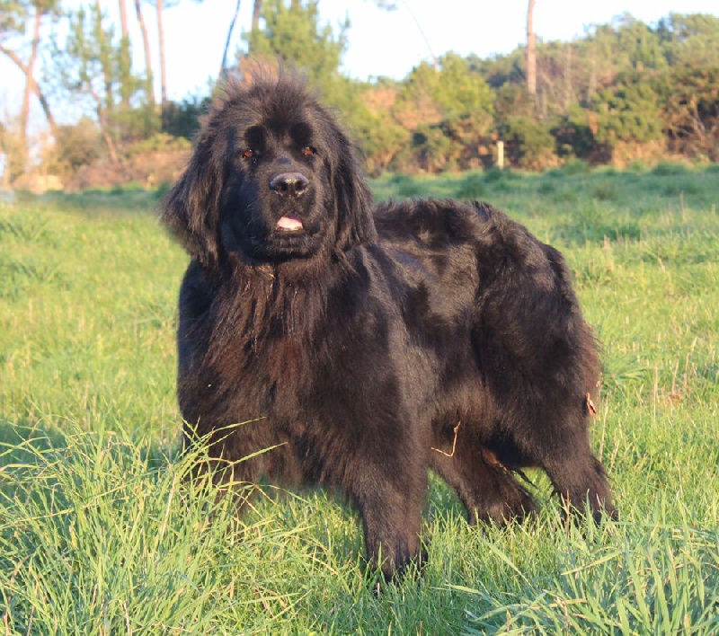 Publication : du Domaine Des Frères Des Loups Auteur : Laurane PAVIS