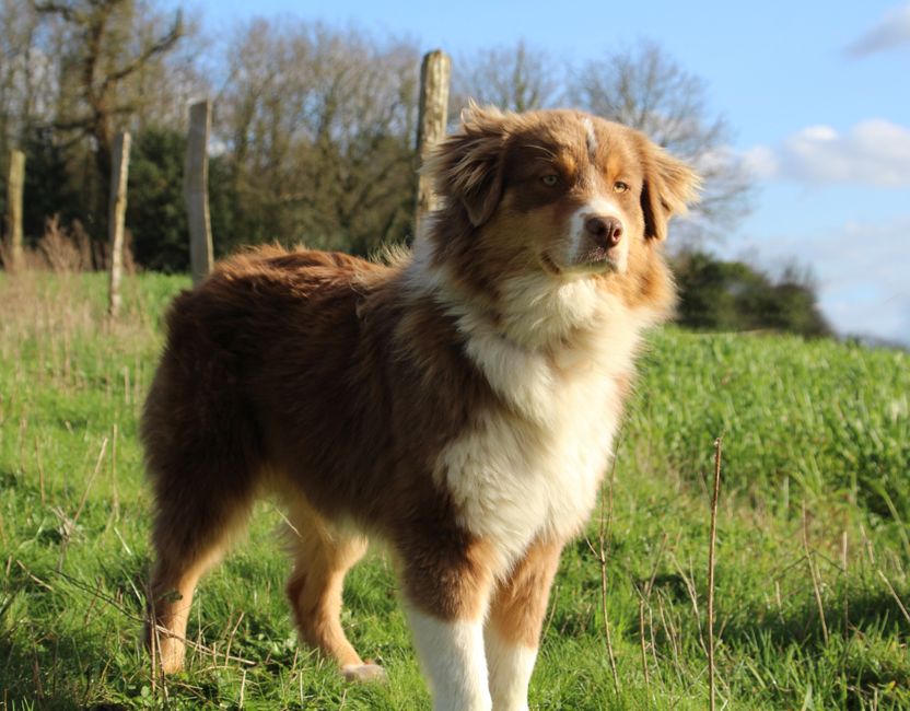 Publication : du Domaine Des Frères Des Loups