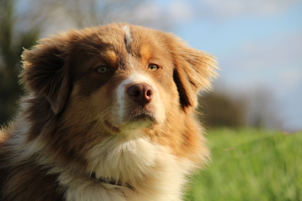 Publication : du Domaine Des Frères Des Loups