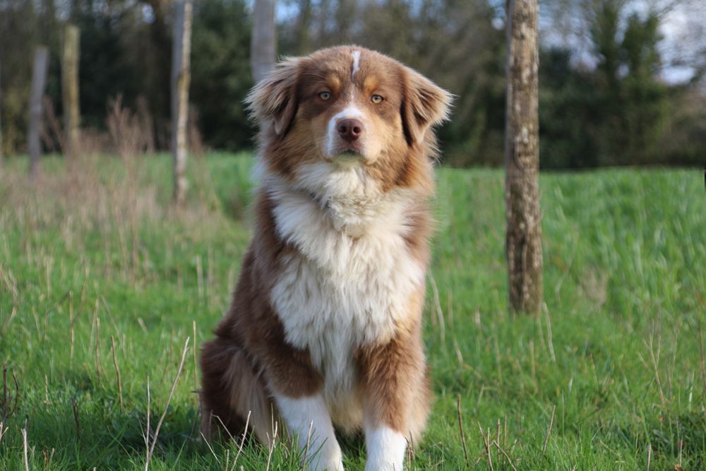 Publication : du Domaine Des Frères Des Loups