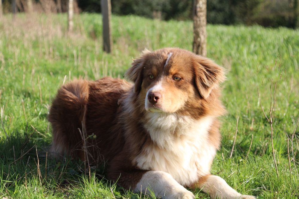 Publication : du Domaine Des Frères Des Loups