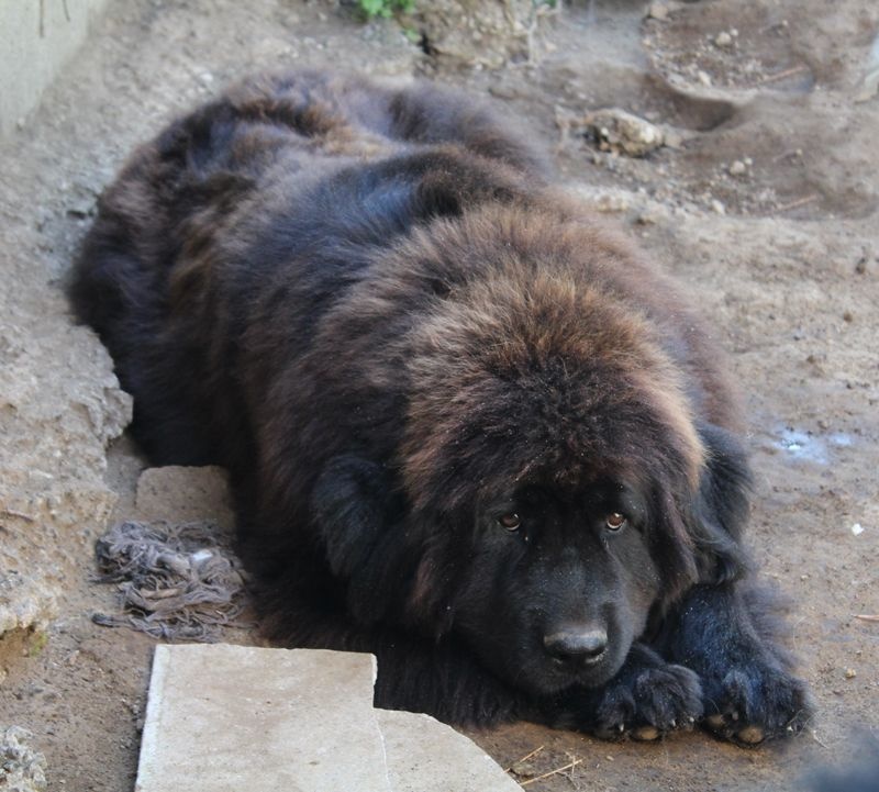 Publication : du Domaine Des Frères Des Loups Auteur : Laurane PAVIS