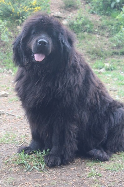 Publication : du Domaine Des Frères Des Loups Auteur : Laurane PAVIS