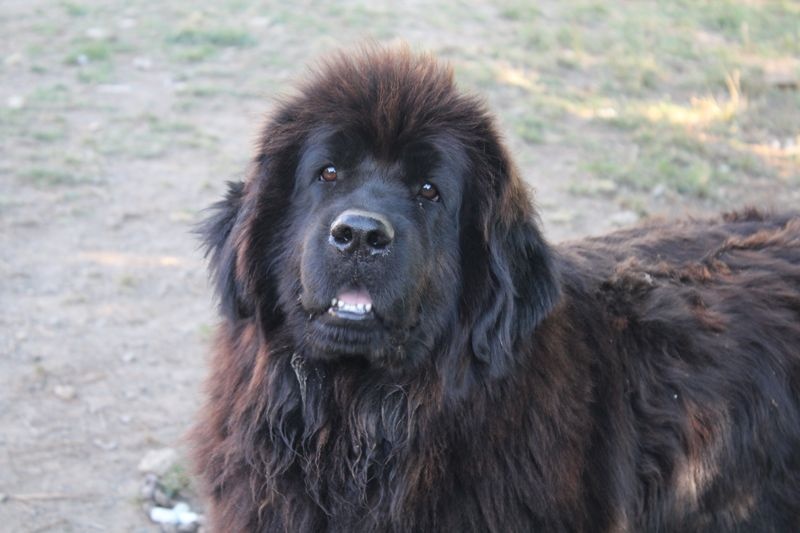 Publication : du Domaine Des Frères Des Loups Auteur : Laurane PAVIS