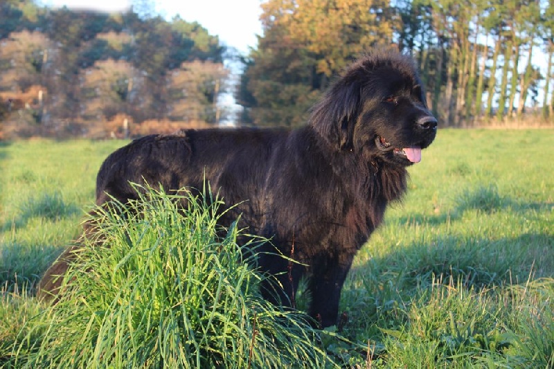 Publication : du Domaine Des Frères Des Loups Auteur : Laurane PAVIS
