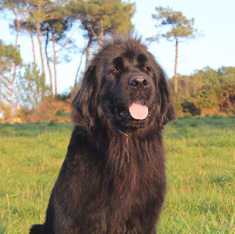 Publication : du Domaine Des Frères Des Loups Auteur : Laurane PAVIS