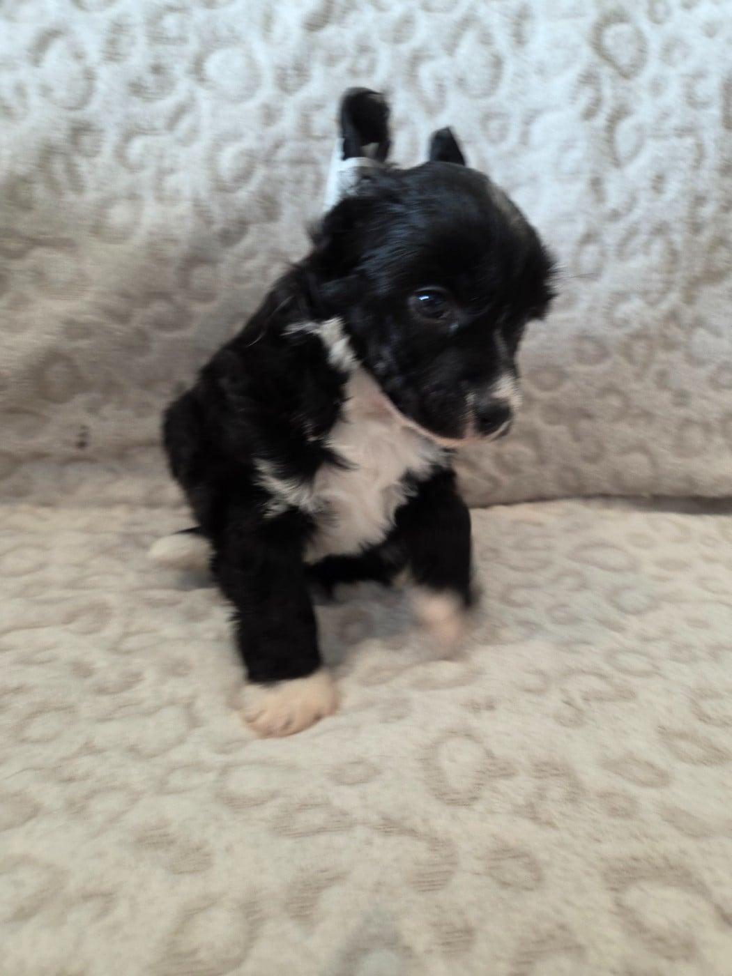 Chien chinois à crête - Simply Chinese