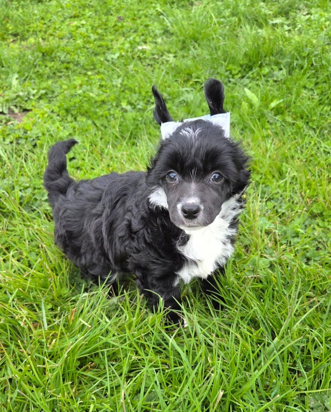 Chien chinois à crête - Simply Chinese