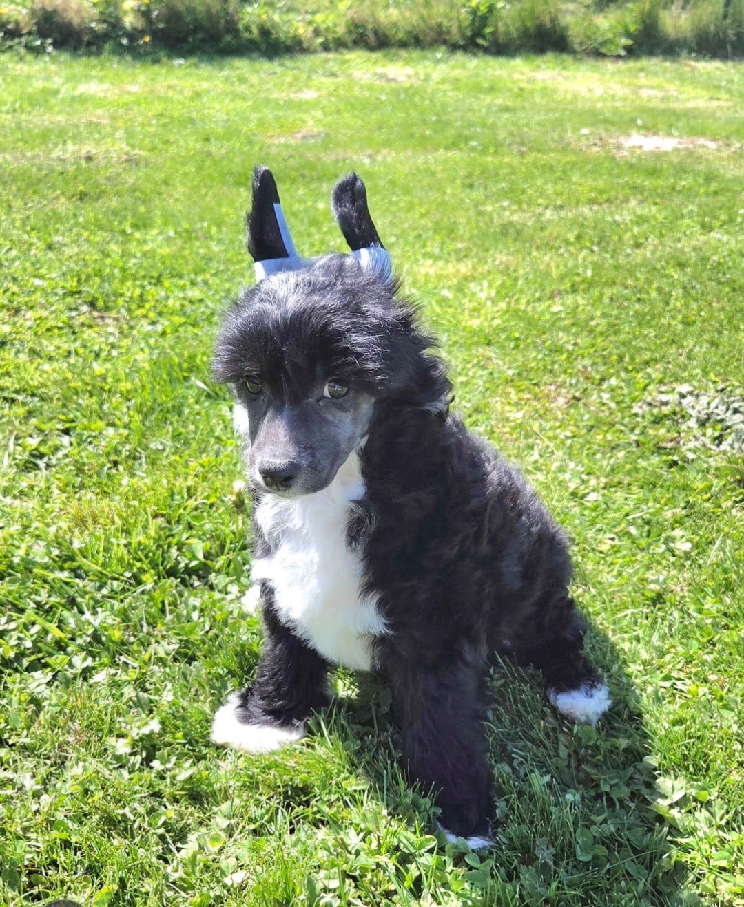 Chien chinois à crête - Simply Chinese