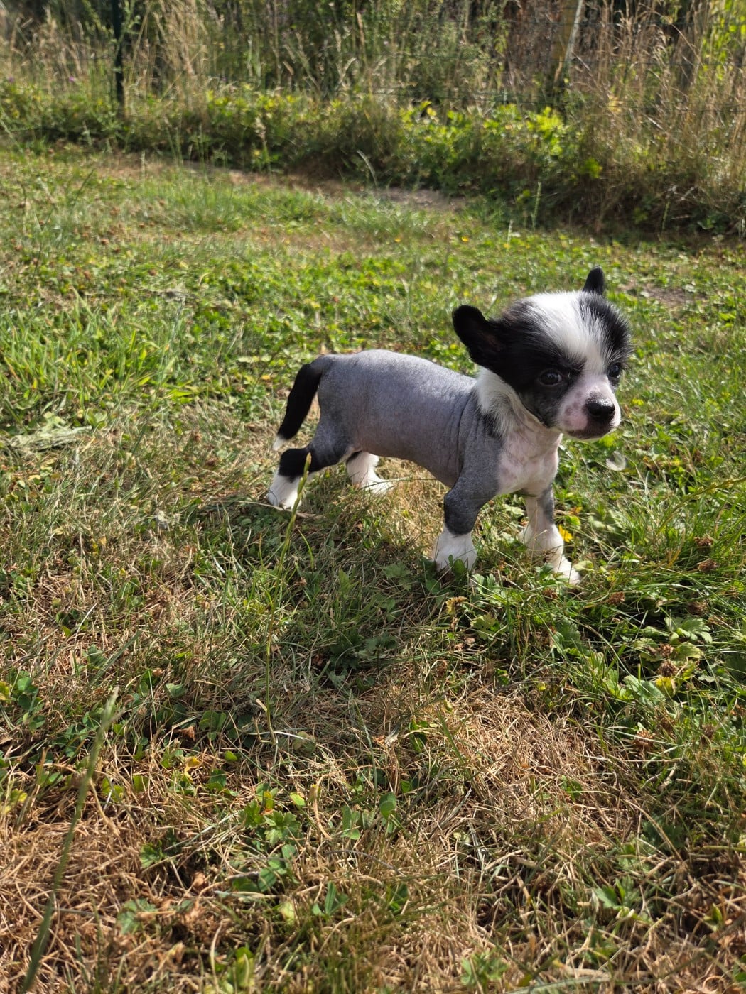 Bonbon