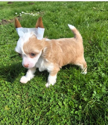 Les chiots de Chien chinois à crête