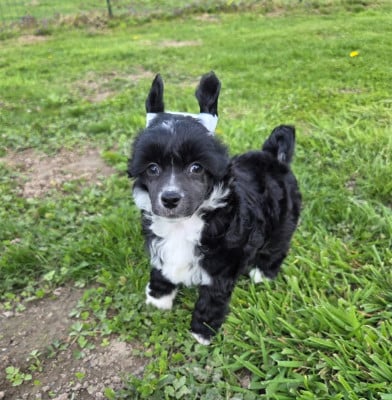 Bandit - Chien chinois à crête