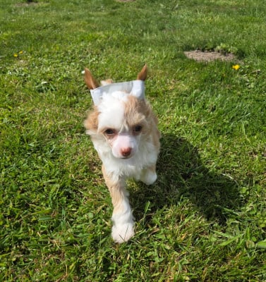 Bijou - Chien chinois à crête