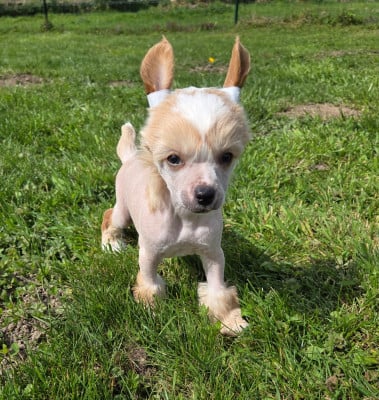 Bamboo - Chien chinois à crête