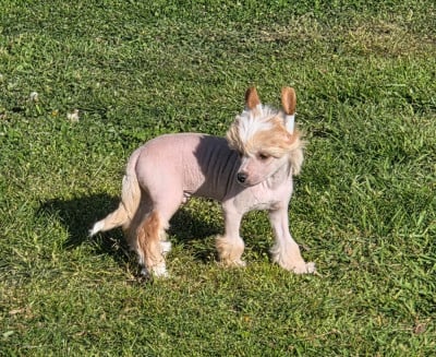 Les chiots de Chien chinois à crête