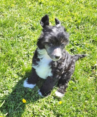 Les chiots de Chien chinois à crête