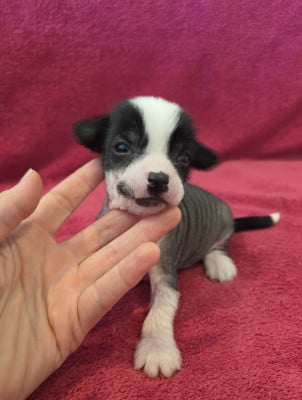 Les chiots de Chien chinois à crête