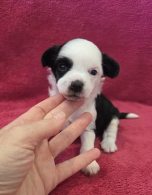 Les chiots de Chien chinois à crête
