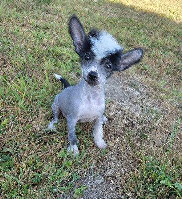 Les chiots de Chien chinois à crête