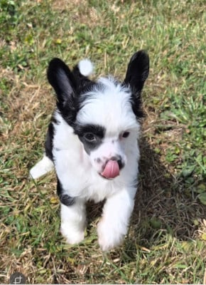 Les chiots de Chien chinois à crête