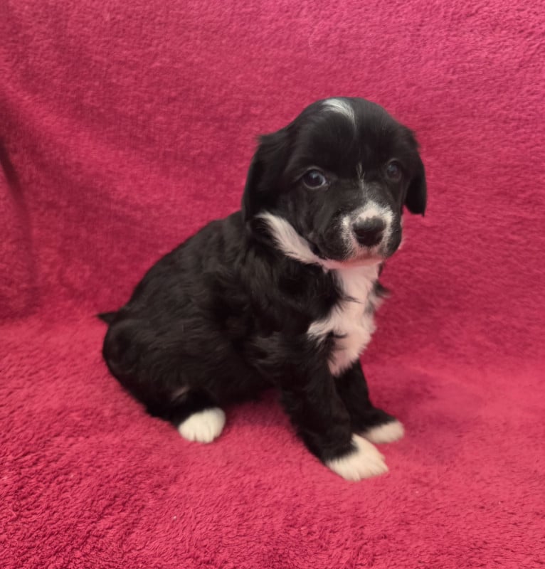 Chien chinois à crête - Simply Chinese