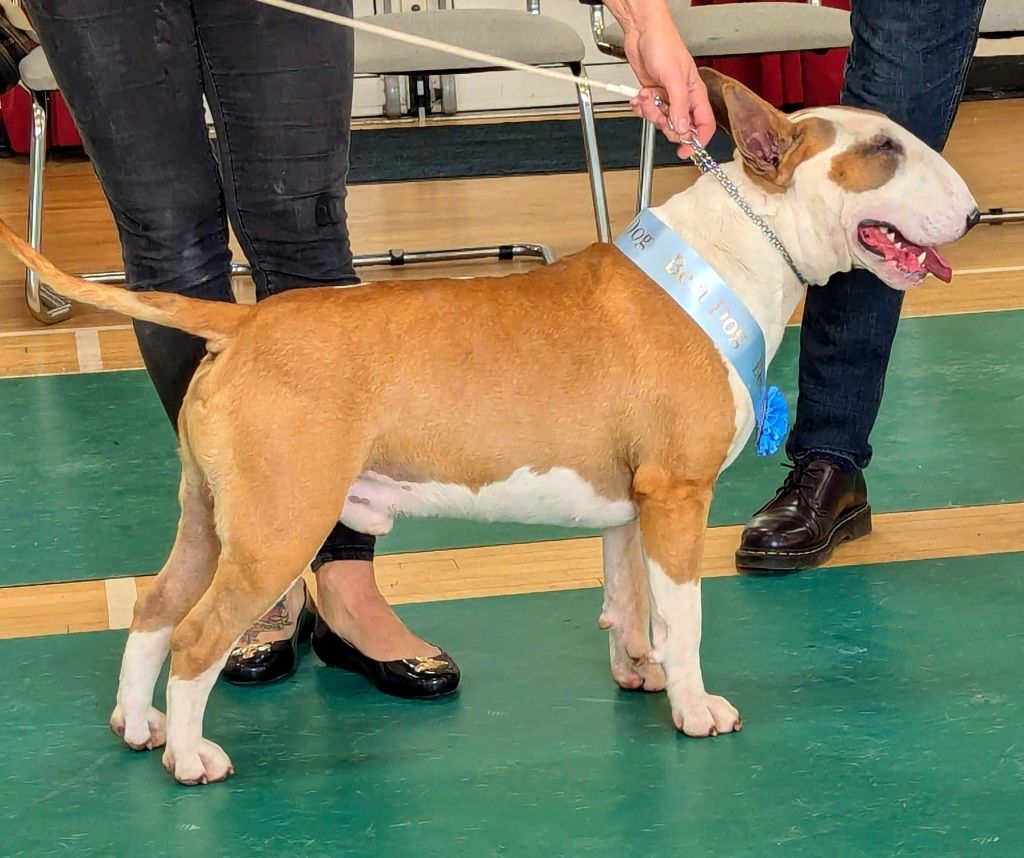 Publication : Of Tessa's Dream