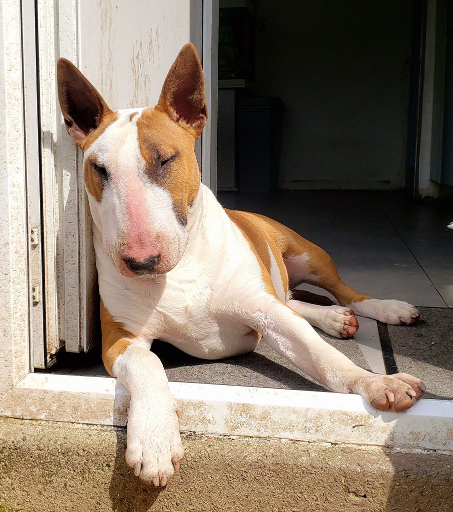 Publication : Of Tessa's Dream