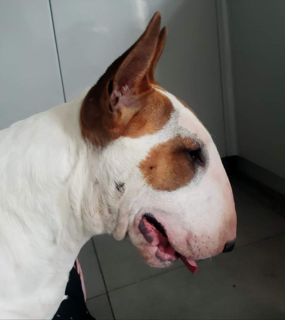 Publication : Of Tessa's Dream