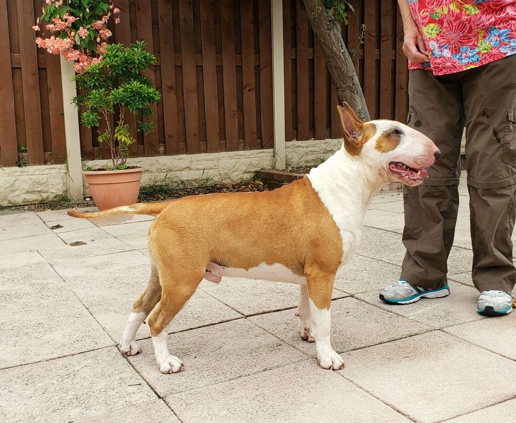 Publication : Of Tessa's Dream