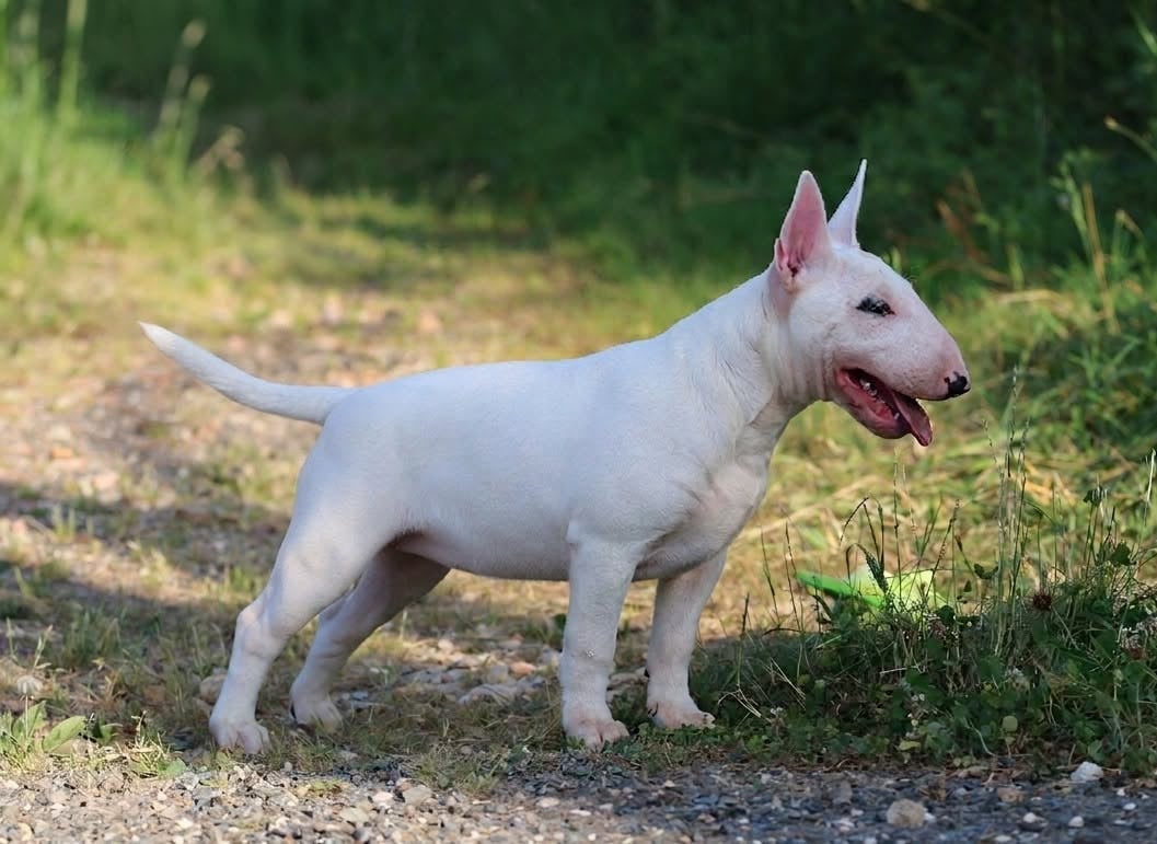 Chiot Bull Terrier