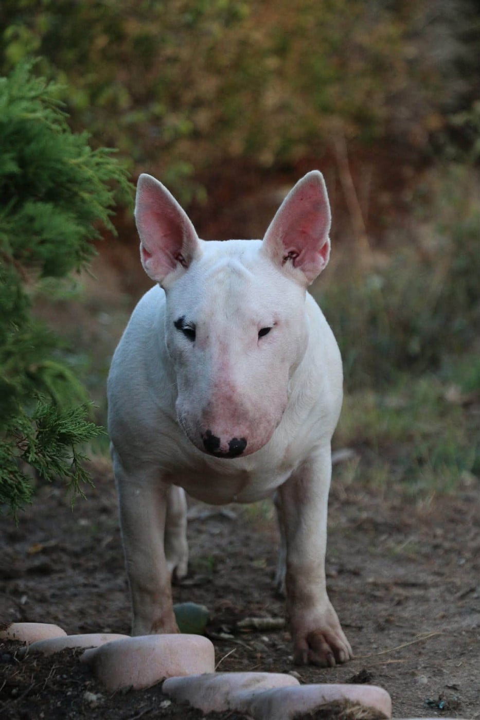 Bull Terrier - Of Tessa's Dream