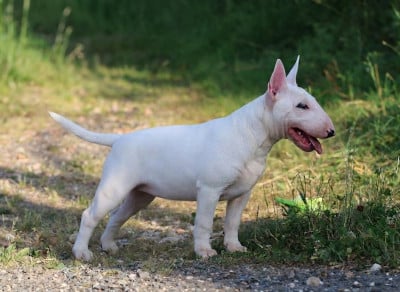 Les chiots de Bull Terrier