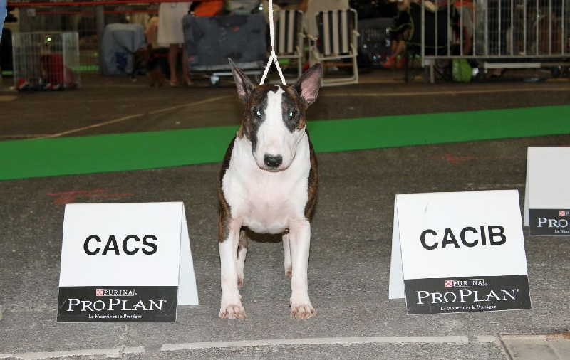 CH. Trick or treat Heart of the matter - 1ère excellent en classe ouverte,CACS et CACIB