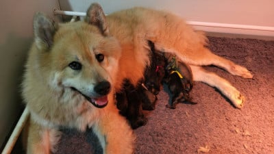 Les chiots de Eurasier