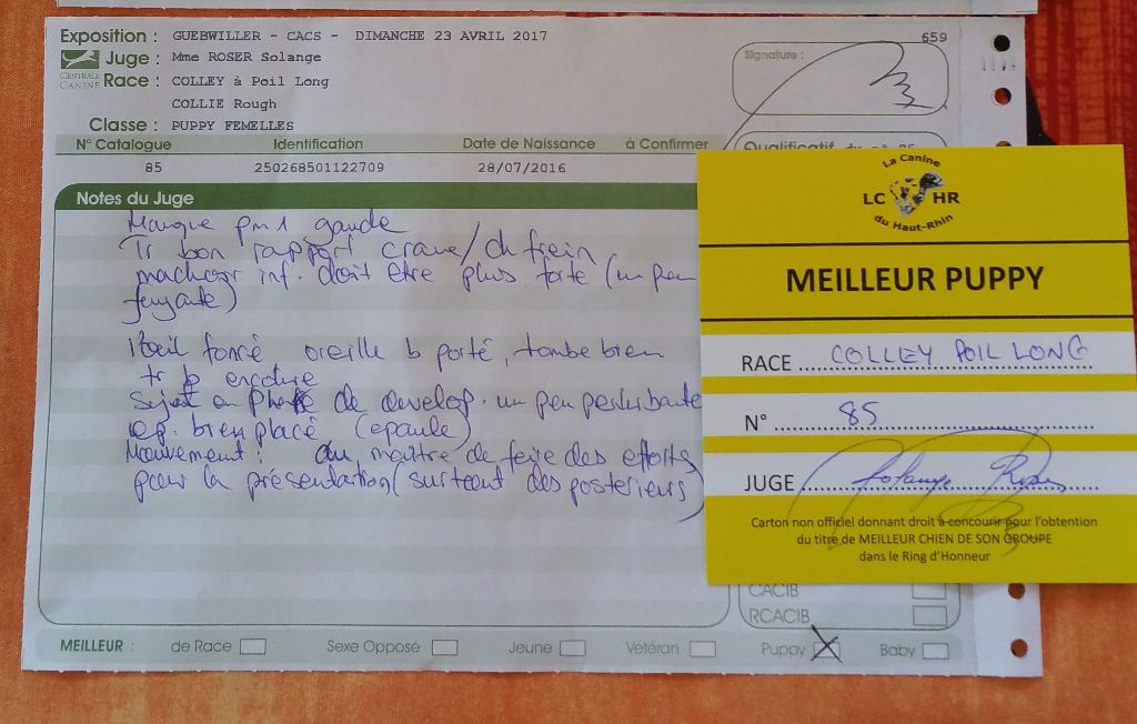 Mayora just in place Of Little East Valley - Meilleur Puppy