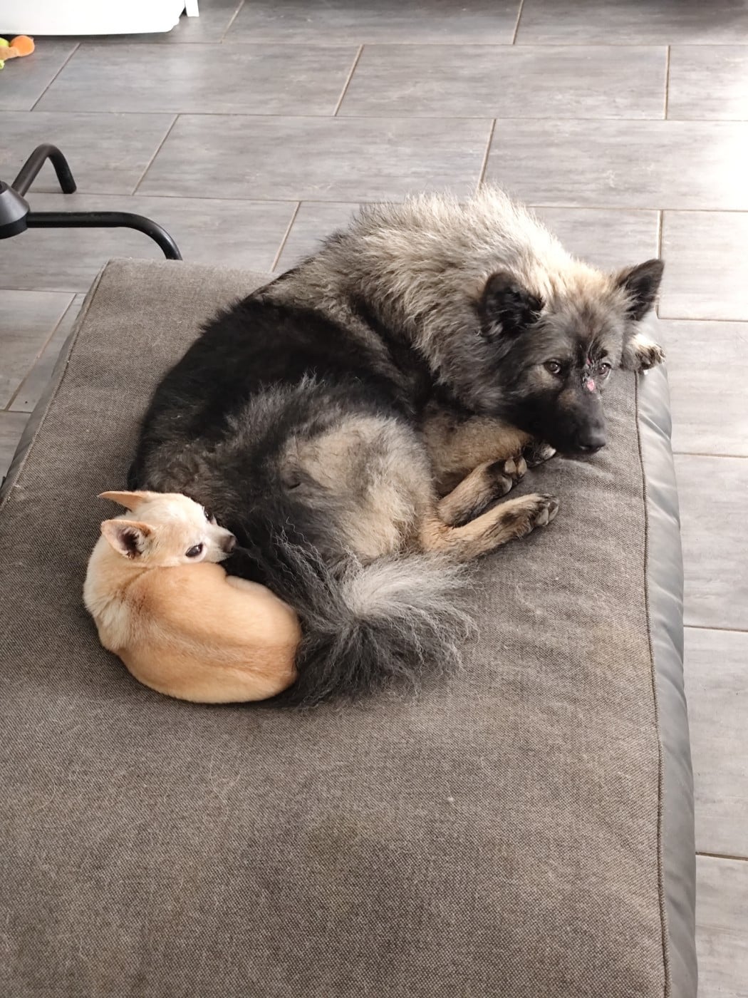 Ashkä Du Val De La Fenouillere