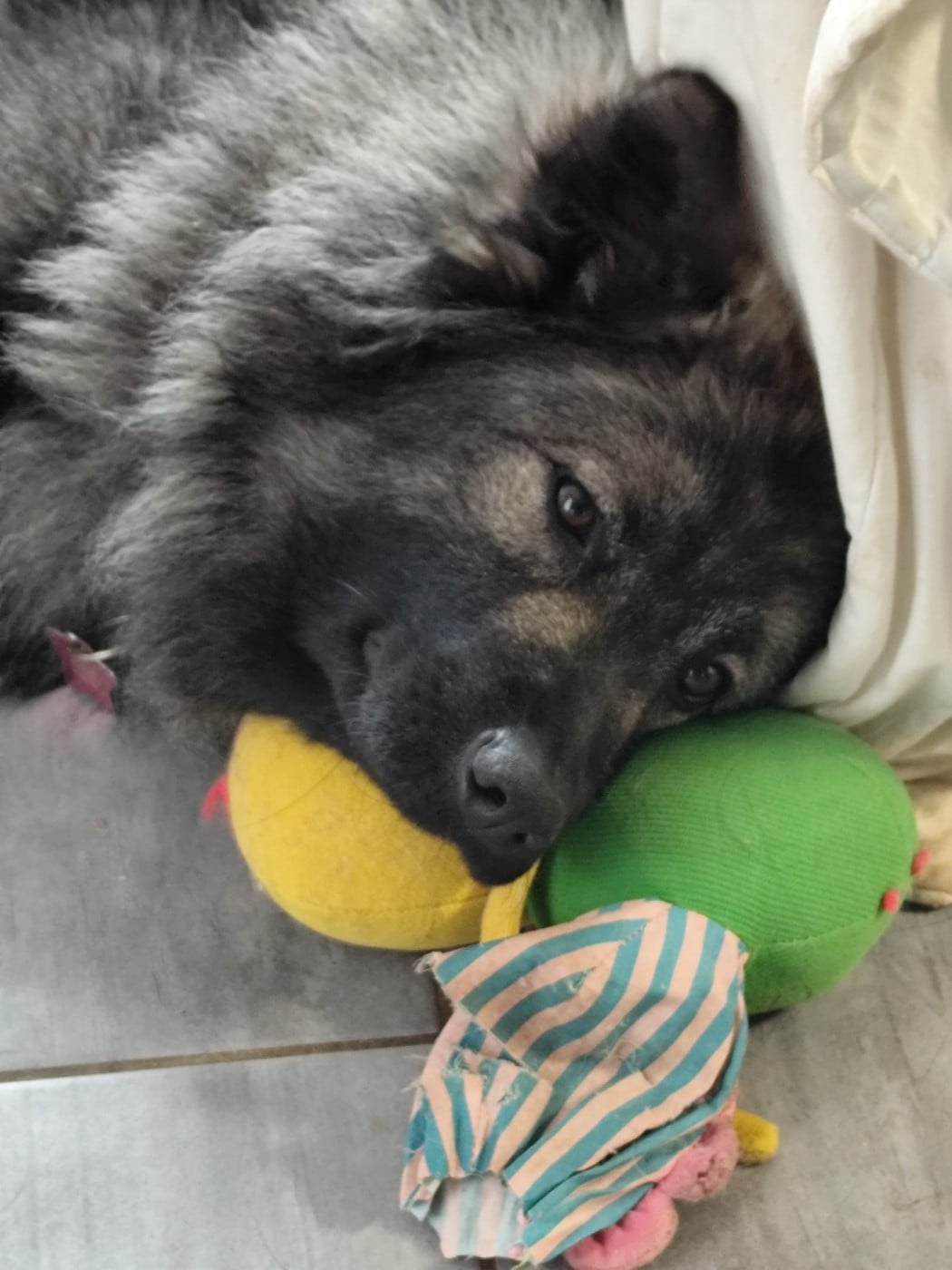 Ashkä Du Val De La Fenouillere