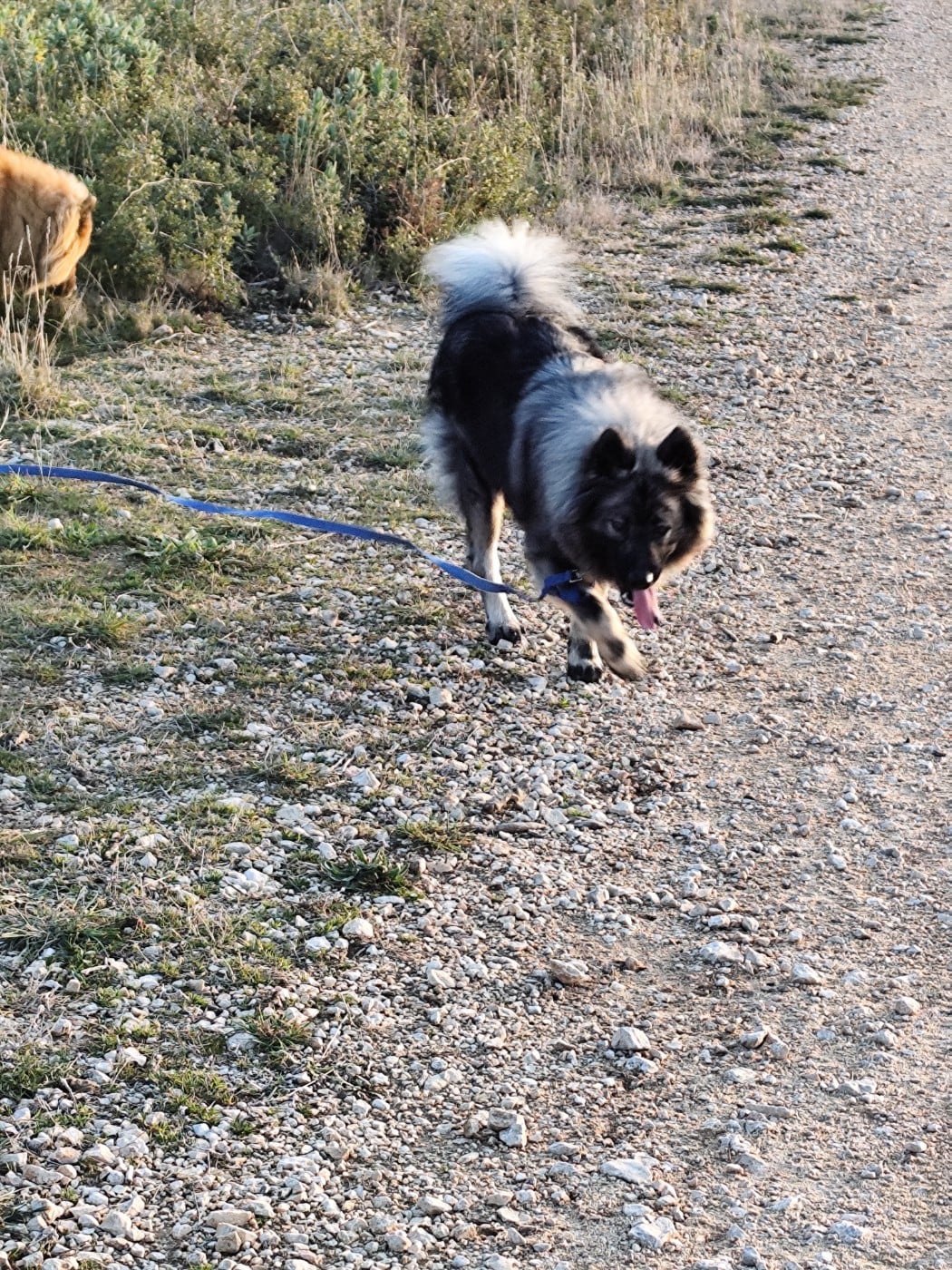 Ashkä Du Val De La Fenouillere