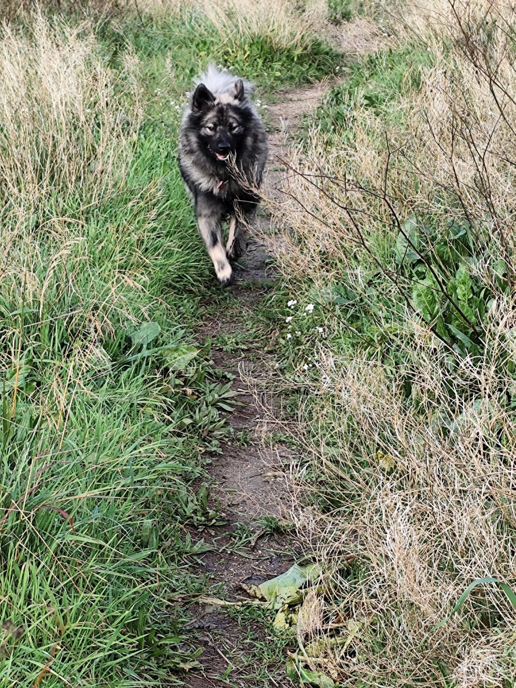 Ashkä Du Val De La Fenouillere