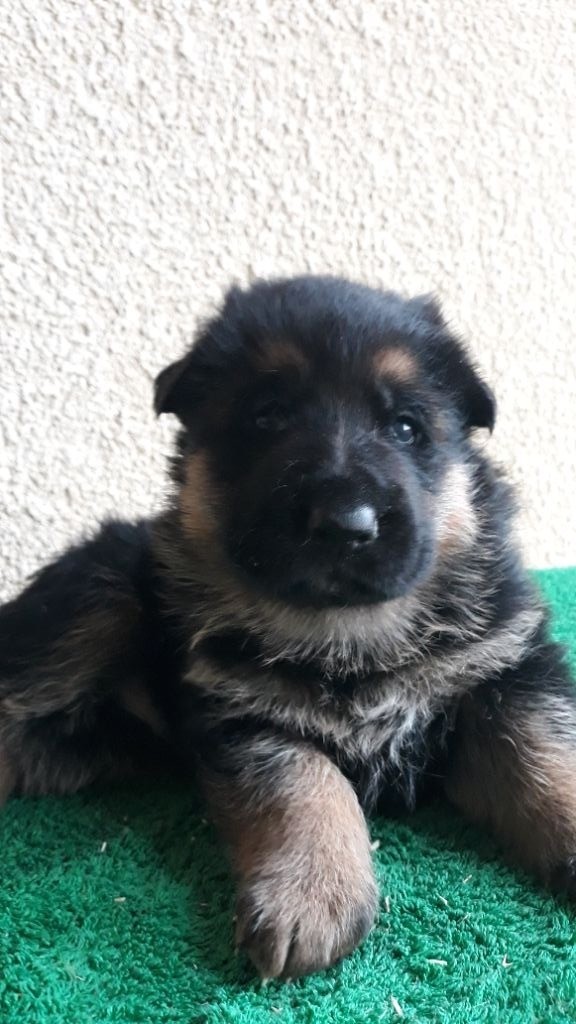 Chiot Berger Allemand P Mâle Disponible En Auvergne