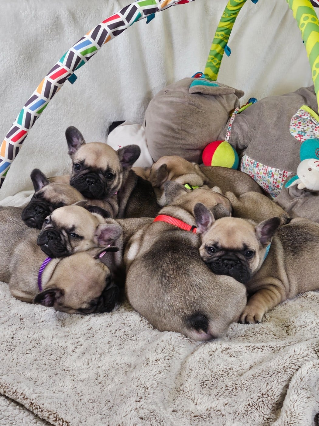 Bouledogue français - Des Lunes D'Avalon