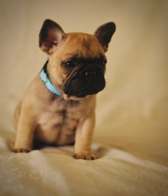 Les chiots de Bouledogue français