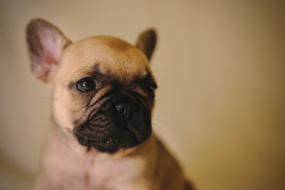 Les chiots de Bouledogue français