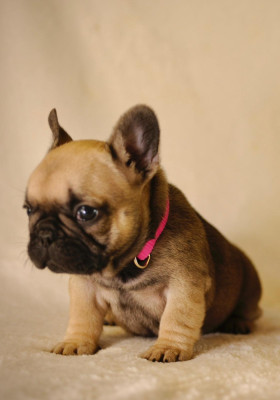 Les chiots de Bouledogue français