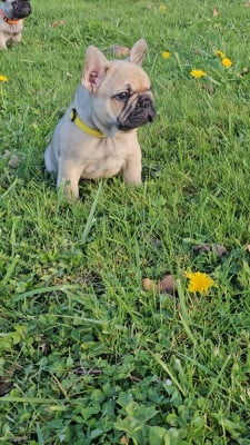 Les chiots de Bouledogue français