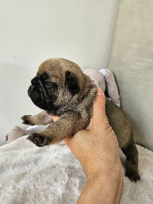 Les chiots de Bouledogue français