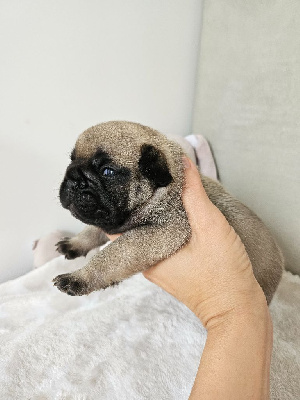 Les chiots de Bouledogue français